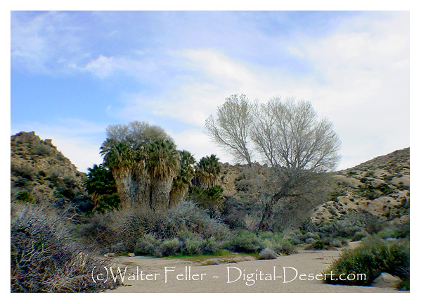 cottonwood springs, oasis, desert vegetation, photos, fan palm, joshu tree national park, joshua tree national monument, historical site, winona mill, stamp mill, gold mine