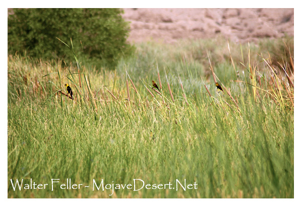 Bird photos in Afton Canyon