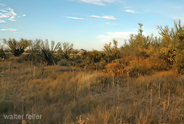 photo of Ash Meadows Wildlife Refuge, Pahrump, Nevada