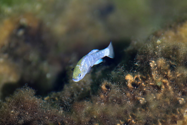 Amargosa pupfish