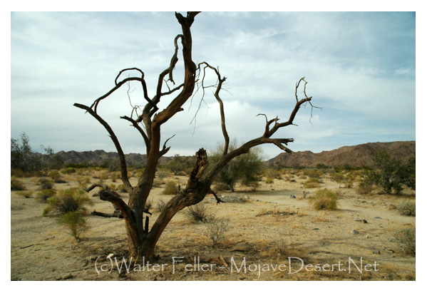 Dead ironwood tree