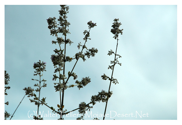 Desert mistletoe the horrifying desert killer parasite