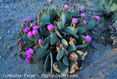 Beavertail cactus