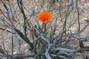 wildflower in the Cajon Pass