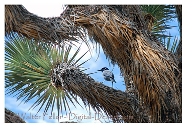 Pinyon jay