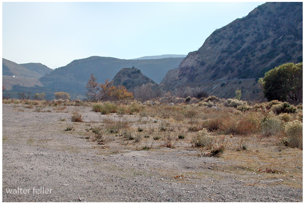 Photo of Cozy (Cosy) Dell