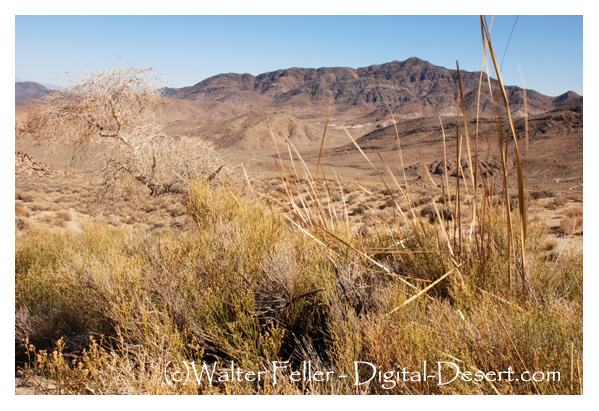 Anvil Spring in Butte Valley, Death Valley National Park