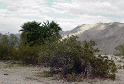 Saline Valley Warm Springs, Death Valley National Park