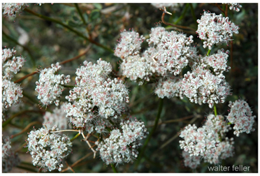 California buckwheat