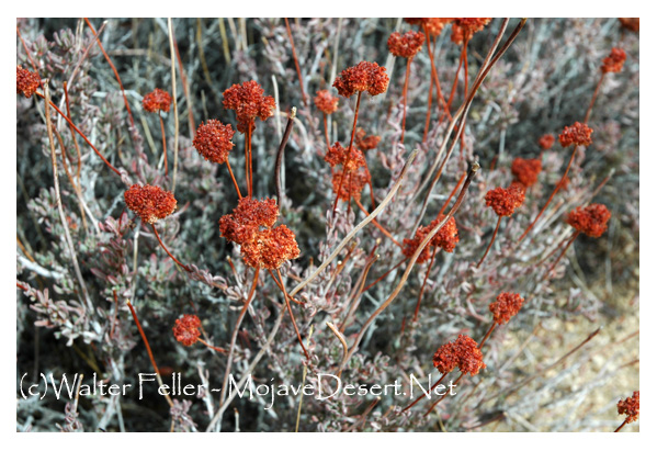 Wild buckwheat plant