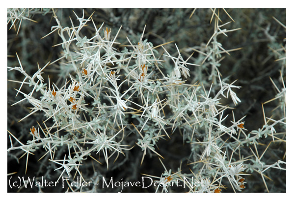 Cotton Thorn on Skull Rock trail, Joshua Tree