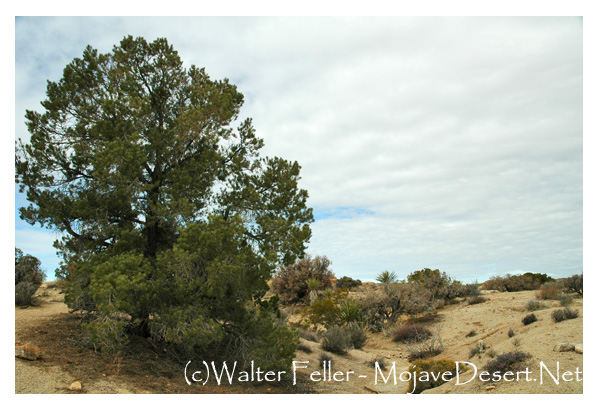Pinon Pine in Joshua Tree