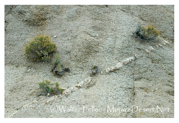 Granite in the Skull Rock formation
