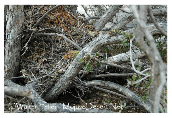 pack rat hole in Joshua Tree on Skull Rock nature trail