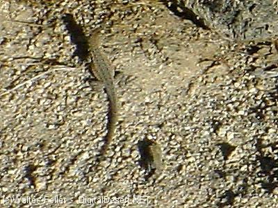 Side-blotched lizard plans strategy to run for cover in rocks