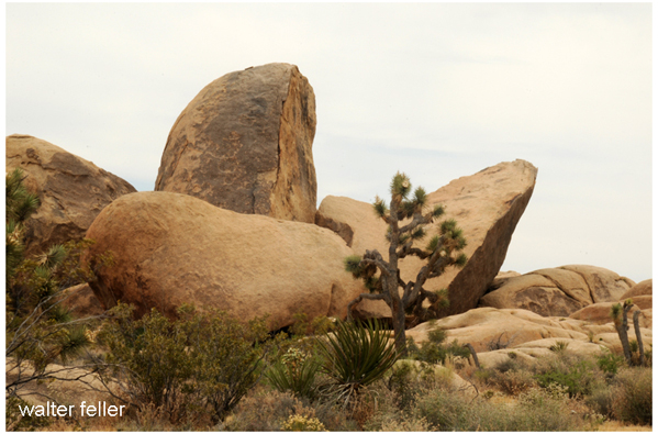 natural history of Joshua Tree National Park