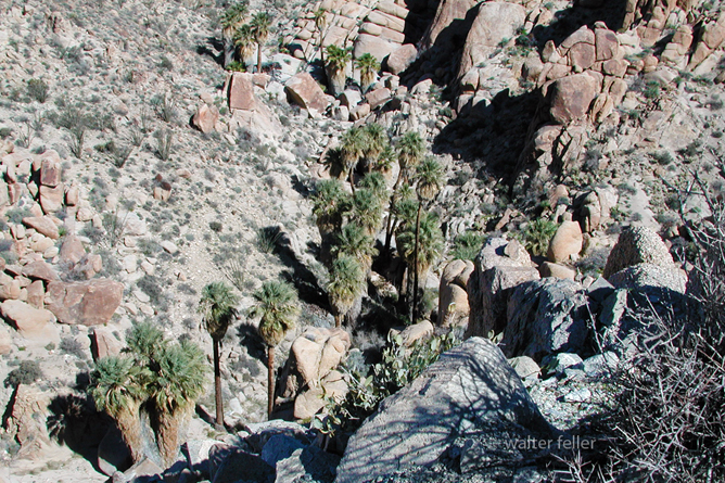 Looking down into the oasis