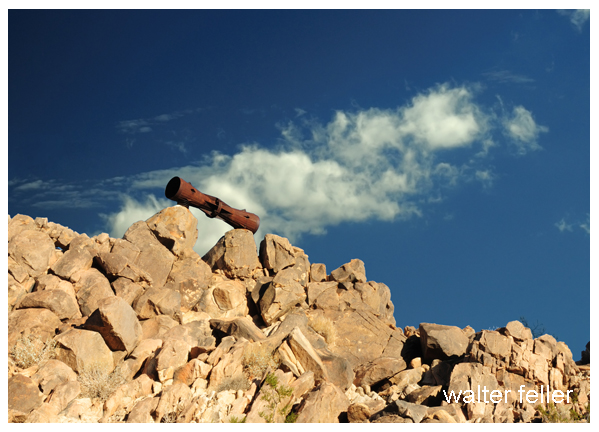 Photo of Desert Megaphone in Mojave Desert