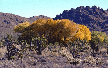 Cottonwoods at a spring near Kessler Peak