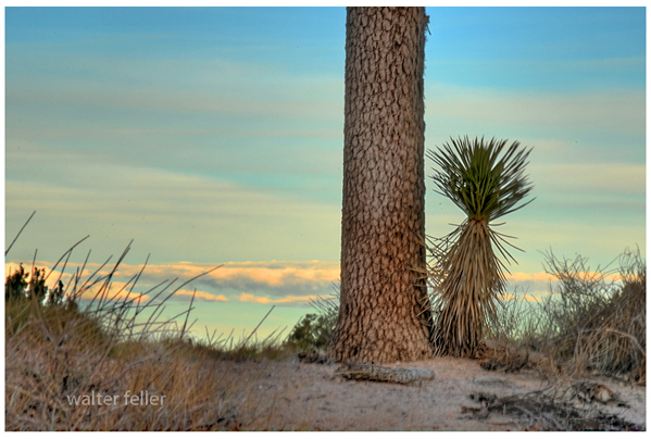 Onlooking Joshua trees, Hesperia, Ca.
