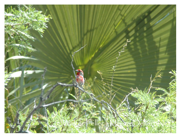 House finch
