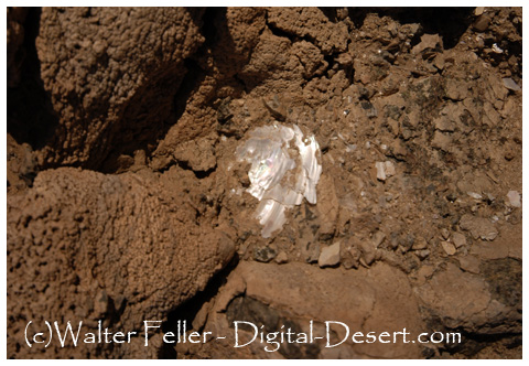 Fossil shell layers supporting horticulatural use of the area