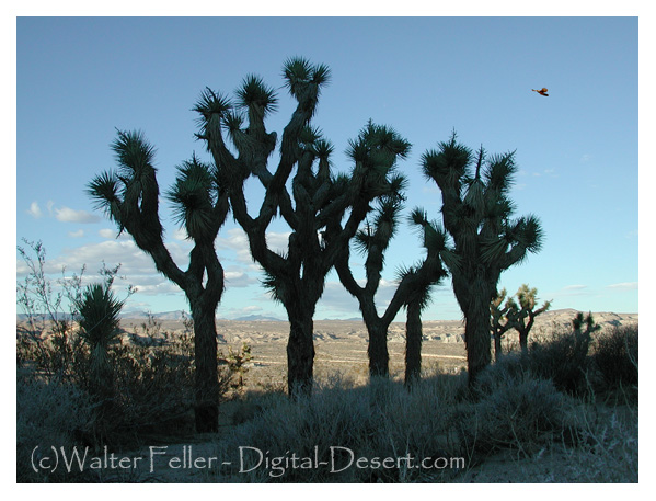 red rock canyon state park photo tour