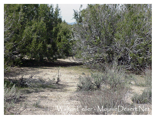Game trail within the juniper