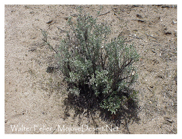 Blue sage brush