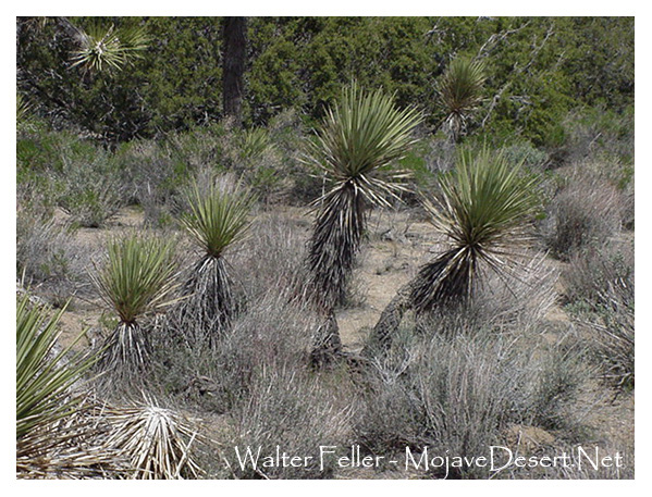 Joshua tree sprouts