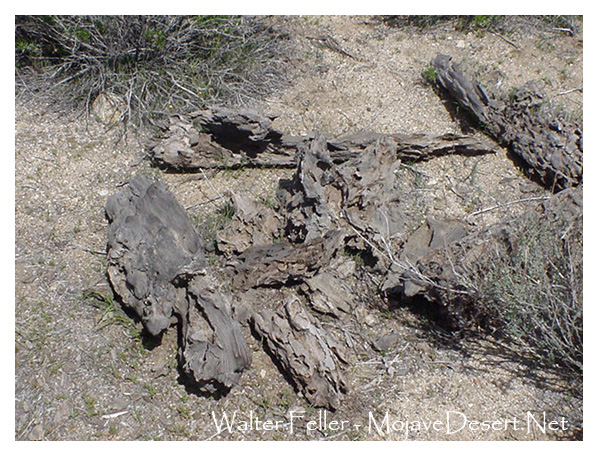 Petrified Joshua tree wood