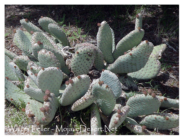 Beavertail cactus