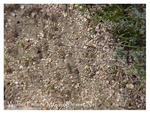 Cryptobiotic soil crust