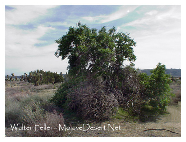 Elderberry tree