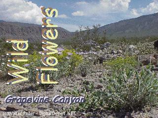 wildflower pictures