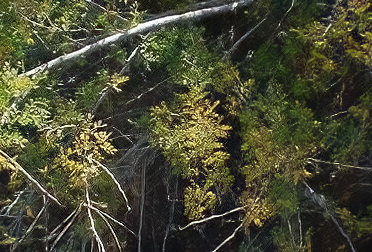 photo of catclaw acacia