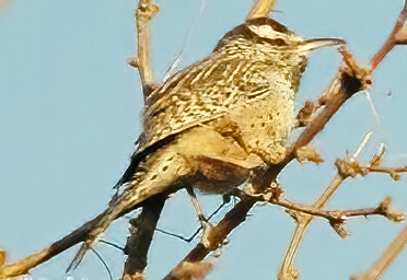 Cactus wren photo