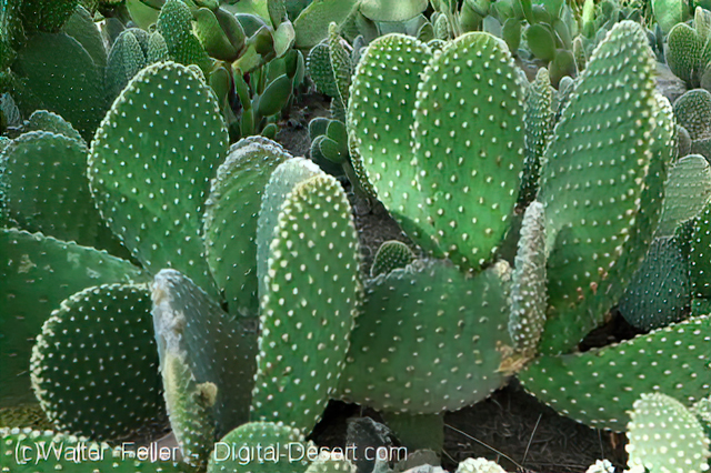 Beavertail cactus, flora & fauna of the Valley of Fire