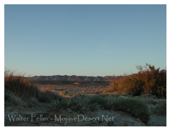 View from Wild Spring pool in Tecopa, CA