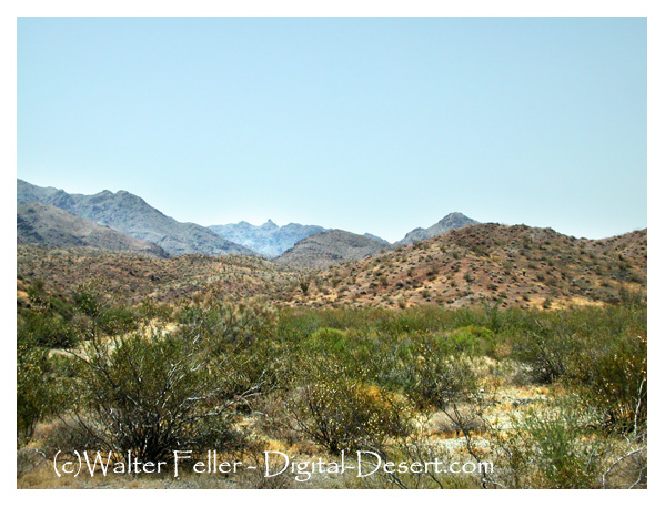 Chemehuevi Mountains Wilderness photo