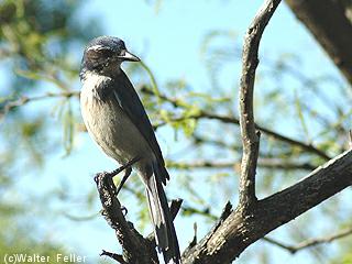 Mojave Desert birds - western scrub jay