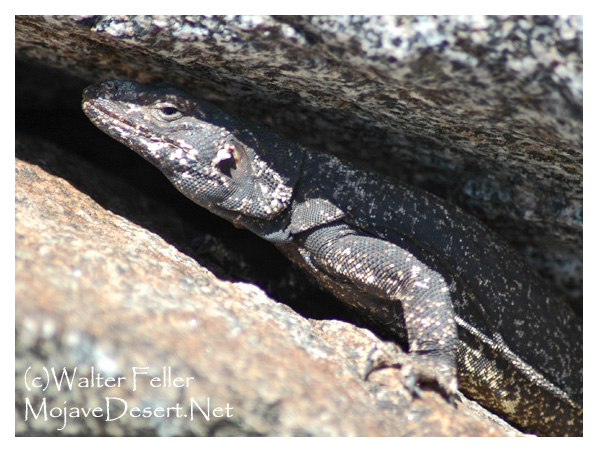 chuckwalla photo