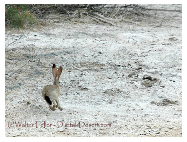 black-tailed jackrabbit