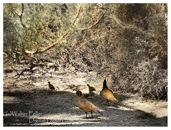 Gambel's quail