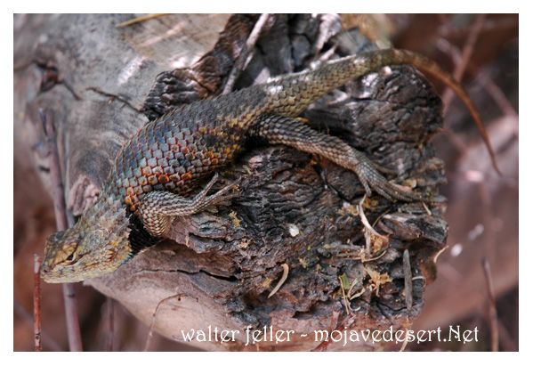 Desert spiny lizard, Big Morongo reserve