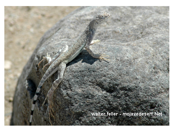 zebra-tailed lizard