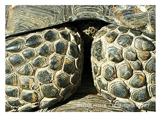 Desert Tortoise, Mojave Desert Wildlife, Denizens Of The Desert