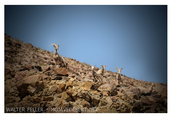 bighorn sheep cautiously approach water hole