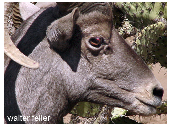 Male bighorn sheep