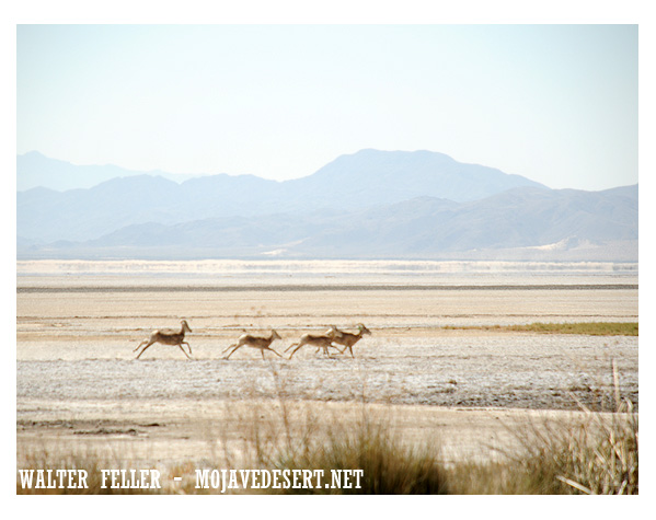 bighorn sheep in open desert